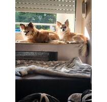 BITTE Lesen ,UM MITHILFE - 550,00 EUR Kaltmiete, ca.  40,00 m² in Bergheim (PLZ: 50127) Ahe