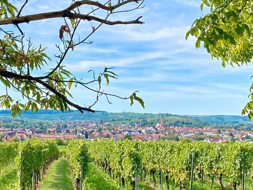 Foto - Weinberg in Volkach (Brand) 4219 qm