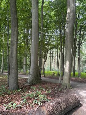 Foto - Grundstück in begehrter Lage nähe Julianenpark Sackgassenanlage
