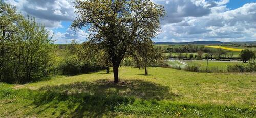 Foto - Streuobstwiese, Grünland, Wiese, Baum Grundstück, Freizeit