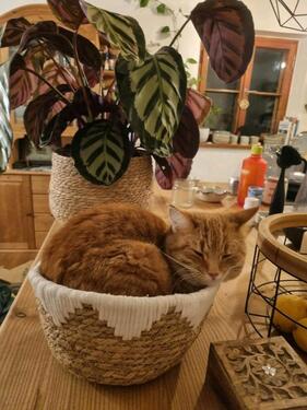 Foto - 4 Zimmer Einfamilienhaus in Ainring