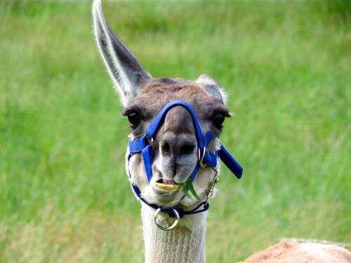 Foto - Attraktives Freizeitgrundstück mit Hütte nahe FR-Günterstal