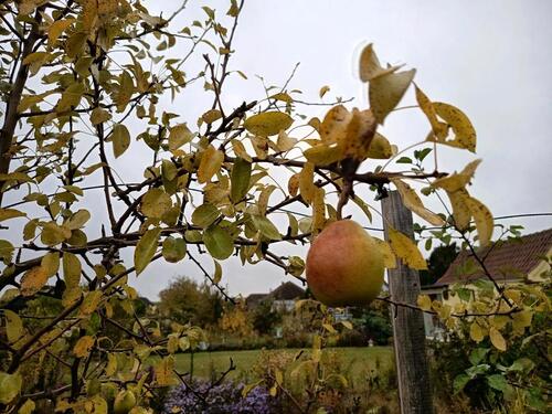 Foto - Schrebergarten in Vogelsang KGV (Lehndorf) zu vergeben