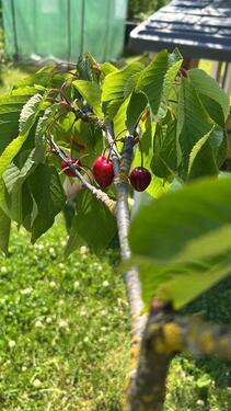 Foto - Grundst&uuml;ck in Wolfenbüttel