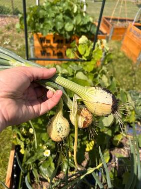 Foto - Grundst&uuml;ck in Wolfenbüttel zur Miete