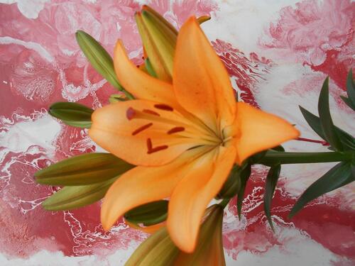 Foto - Gemütliches Wohnung mit Balkon zu sofort zu vermieten an EP