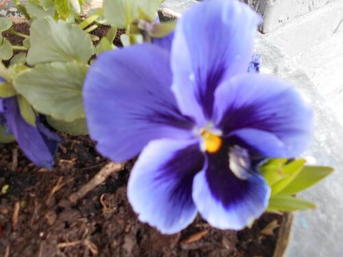 Foto - Gemütliches Apartment in ruhiger Lage zu sofort zu vermieten