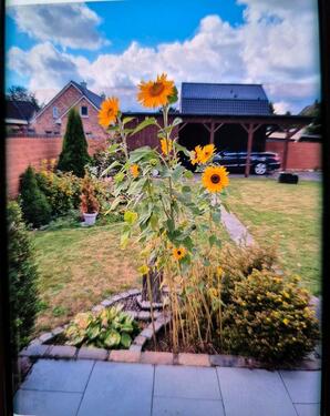 Foto - 4 Zimmer Bungalow zum Kaufen in Neumünster