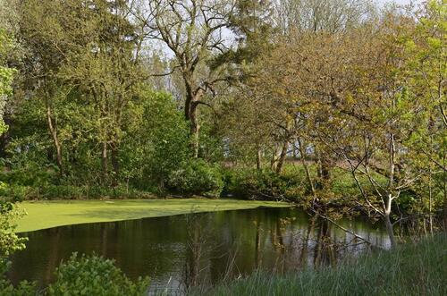 Foto - Grundst&uuml;ck zur Miete in Marlow
