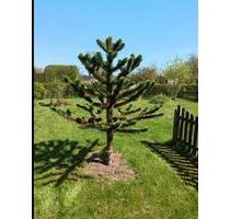Schrebergarten Kellinghusen - 2.400,00 EUR Kaltmiete, ca.  0,00 m² in Bad Bramstedt (PLZ: 24576)