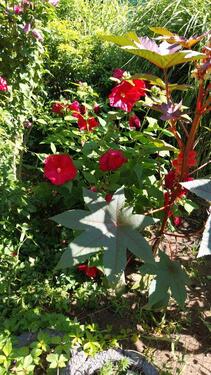 Foto - 1 Zimmer Bauernhaus, Landhaus in Spremberg