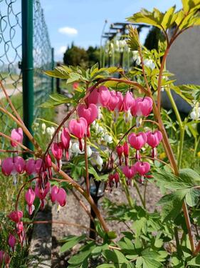 Foto - Grundst&uuml;ck zur Miete in Jessen (Elster)
