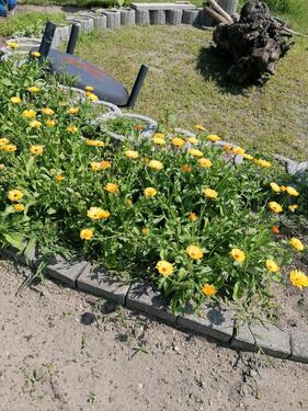 Foto - Grundst&uuml;ck in Jessen (Elster)