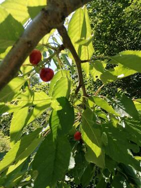 Foto - Grundst&uuml;ck in Leipzig