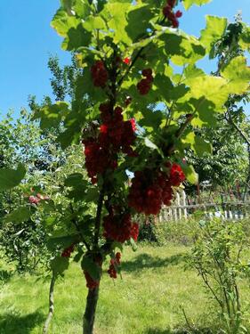 Foto - Grundst&uuml;ck in Leipzig zur Miete