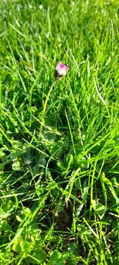 Foto - 2 Grundstücke nebeneinander Ortsrand insg.1000 qm - OT Lütgeneder