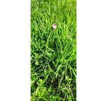 2 Grundstücke nebeneinander Ortsrand insg.1000 qm - OT Lütgeneder - Borgentreich