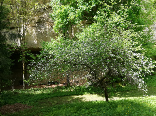 Foto - Einfamilienhaus zum Kaufen in Dresden