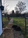 Foto - Grundst&uuml;ck in Hungen zur Miete
