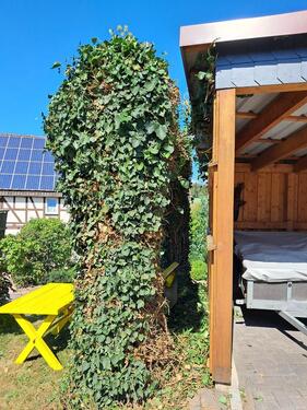 Foto - 3 Zimmer Einfamilienhaus zum Kaufen in Bocholt