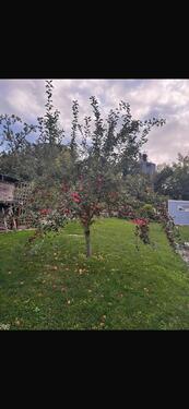 Foto - Grundst&uuml;ck in Hof zur Miete