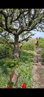 Foto - Kleingarten ab sofort abzugeben Stadtfeld West