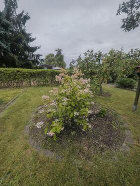 Foto - Gepflegten Kleingarten zur Pacht in Hohenstein-Ernstthal