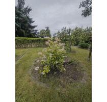 Gepflegten Kleingarten zur Pacht in Hohenstein-Ernstthal