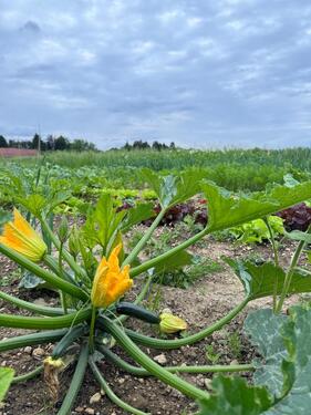 Foto - Grundst&uuml;ck in Pettendorf