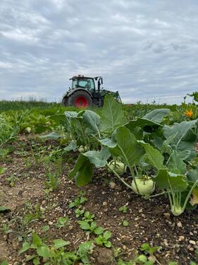 Foto - Grundst&uuml;ck in Pettendorf zur Miete