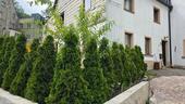 Foto - 12 Zimmer Mehrfamilienhaus, Wohnhaus zum Kaufen in Grünhain-Beierfeld
