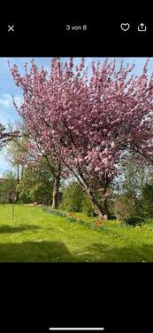 Foto - 4 Zimmer Doppelhaushälfte zum Kaufen in Oldenswort