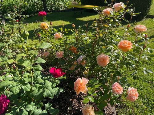 Foto - Grundst&uuml;ck zur Miete in Chemnitz