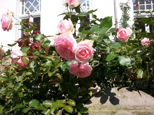 Foto - Komfortwohnung mit wenig Schräge