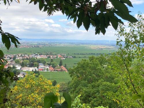 Foto - Garten-Streuobstwiese in Wachenheim a.d. Weinstraße
