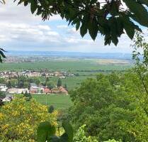 Garten-Streuobstwiese in Wachenheim a.d. Weinstraße - Wachenheim an der Weinstraße