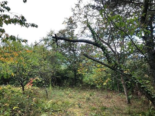 Foto - Grundstück zur Miete in Wachenheim an der Weinstraße