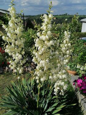 Foto - Grundst&uuml;ck in Dresden zur Miete