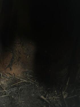 Foto - 1 Zimmer Einfamilienhaus zur Miete in Nienburg (Weser)