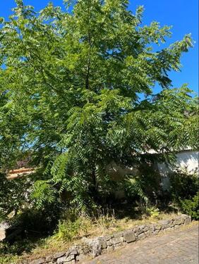 Foto - 6 Zimmer Bauernhaus, Landhaus in Querfurt