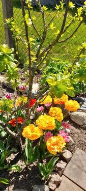 Foto - Grundst&uuml;ck in Greifswald zur Miete