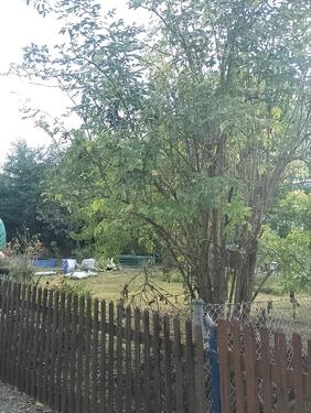 Foto - Pachtgarten abzugeben - 3.500,00 EUR Kaltmiete, ca.  0,00 m²