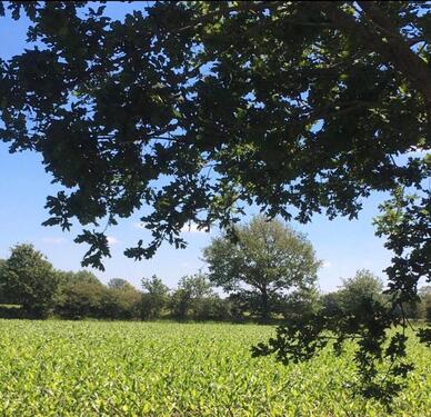Foto - 4 Zimmer Einfamilienhaus in Großenwiehe