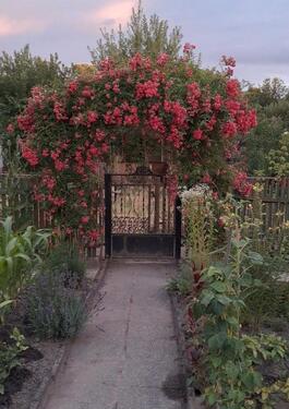 Foto - Pachtgarten 300 Quadratmeter Adresse auf der letzte Bild sehen