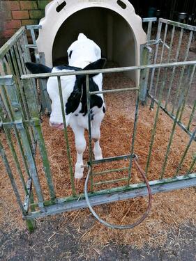 Foto - Ferienwohnung frei, Nordsee Nähe, v. Tiere, Kutschf. Angeln,