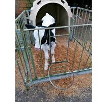 Ferienwohnung frei, Nordsee Nähe, v. Tiere, Kutschf. Angeln, - Delve