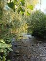 Foto - Idyllisches HausLosse in Helsa bei Kassel für Naturliebhabern!!!