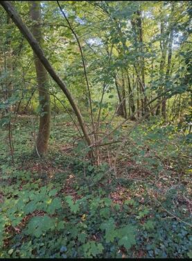 Foto - Grundst&uuml;ck in Neuwied