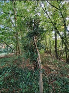 Foto - Grundst&uuml;ck in Neuwied zur Miete