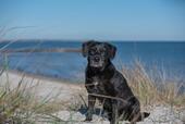 Foto - Ferienwohnung an der Ostsee , Hunde willkommen ❤️⚓️